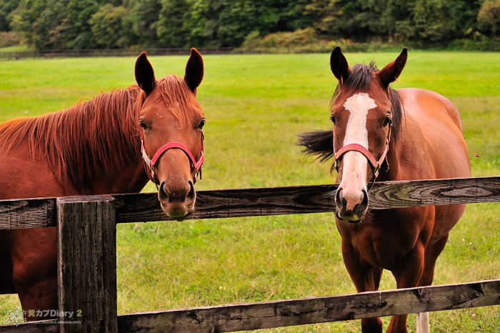 20100919-_DSC7987.jpg