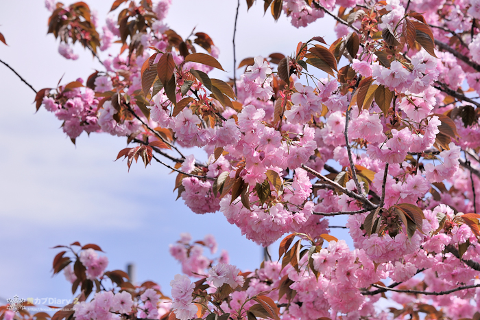20130518-_20130518-1425_1.jpg