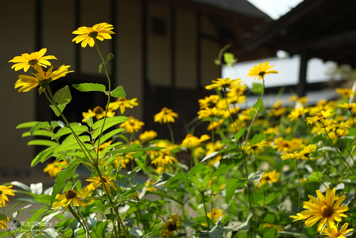 20140715-DSCF5921.jpg