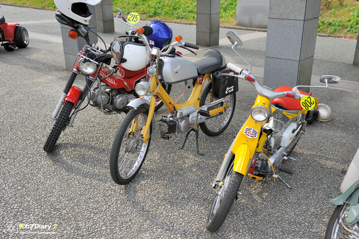 3_yellow_old_cub.jpg