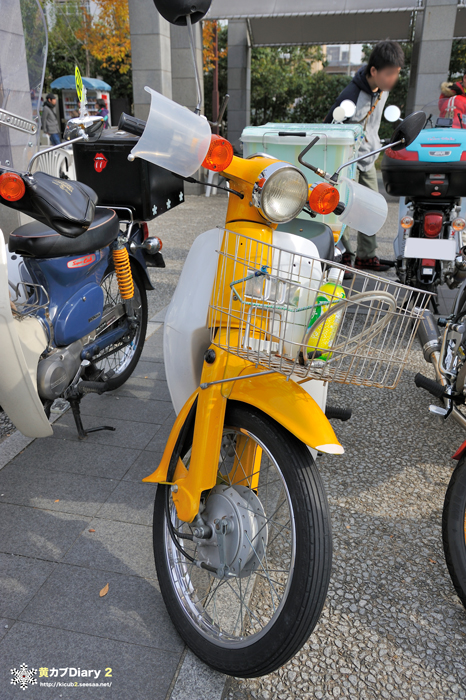 5_yellowcub.jpg