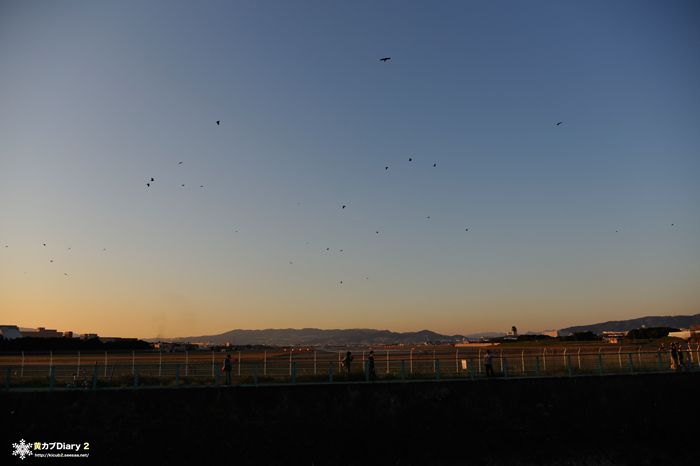 6_birdstrike.jpg