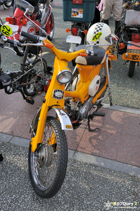 7_yellowcub_old.jpg